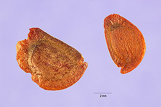 <i>Exochorda grandiflora</i> (Hook.) Lindl.