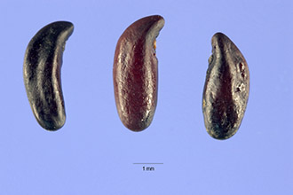<i>Eysenhardtia angustifolia</i> Pennell