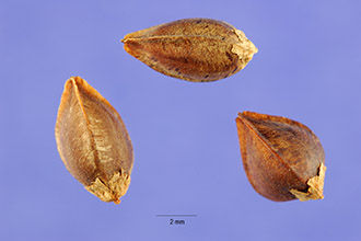 <i>Fagopyrum sagittatum</i> Gilib.