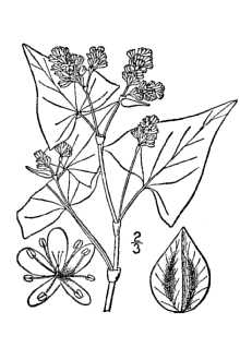 <i>Fagopyrum sagittatum</i> Gilib.