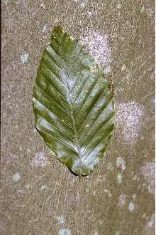 <i>Fagus grandifolia</i> Ehrh. var. caroliniana (Loudon) Fernald & Rehder
