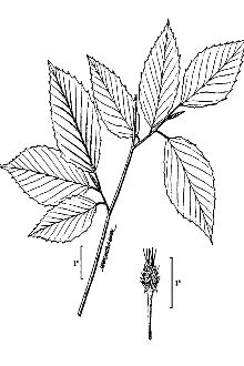 <i>Fagus grandifolia</i> Ehrh. ssp. heterophylla Camp