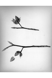 <i>Fagus grandifolia</i> Ehrh. var. caroliniana (Loudon) Fernald & Rehder