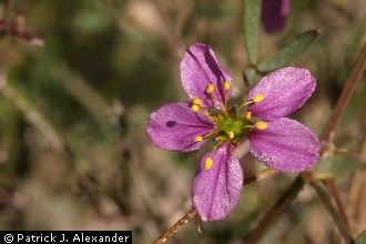 <i>Fagonia californica</i> Benth. ssp. laevis (Standl.) Wiggins