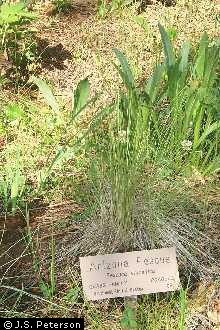 USDA Plants Database