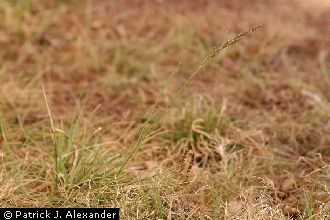 <i>Festuca elatior</i> L. ssp. arundinacea (Schreb.) Hack.