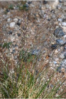 <i>Festuca brachyphylla</i> Schult. ex Schult. & Schult. f. ssp. breviculmis Frederiksen