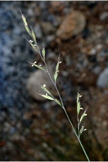 <i>Festuca brachyphylla</i> Schult. ex Schult. & Schult. f. ssp. breviculmis Frederiksen