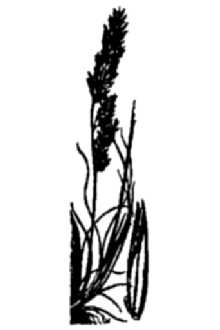 <i>Festuca ovina</i> L. ssp. tenuifolia (Sibth.) Peterm.
