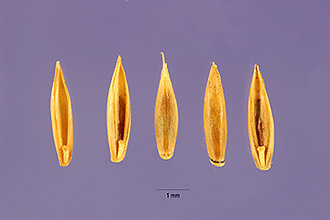 <i>Festuca ovina</i> L. var. tenuifolia (Sibth.) Sm.