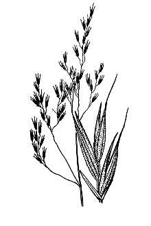 <i>Festuca elmeri</i> Scribn. & Merr. ssp. luxurians Piper