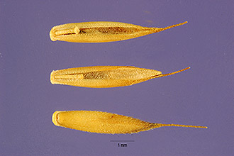 <i>Festuca longifolia</i> auct. non Thuill.