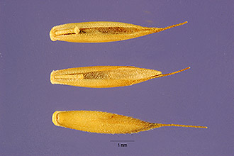 <i>Festuca trachyphylla</i> (Hack.) Krajina, nom. illeg.