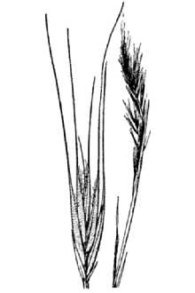 <i>Festuca megalura</i> Nutt. var. hirsuta (Hack.) Asch. & Graebn.