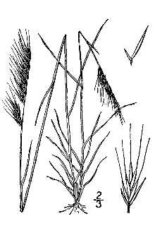 <i>Festuca myuros</i> L.