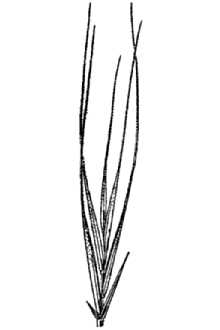 <i>Vulpia megalura</i> (Nutt.) Rydb.