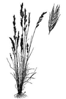 <i>Festuca octoflora</i> Walter var. aristulata Torr. ex L.H. Dewey