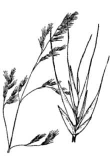 <i>Festuca ovina</i> L. var. polyphylla Vasey ex Beal