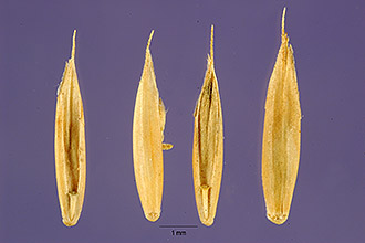 <i>Festuca ovina</i> L. var. brevifolia S. Watson p.p.