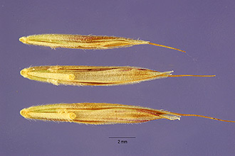 <i>Festuca ovina</i> L. var. duriuscula auct. non (L.) W.D.J. Koch