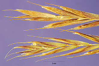 <i>Festuca duriuscula</i> auct. non L.