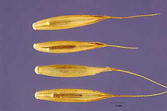 <i>Festuca rubra</i> L. var. heterophylla (Lam.) Mutel