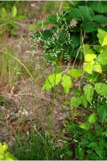 <i>Festuca rubra</i> L. ssp. vulgaris (Gaudin) Hayek