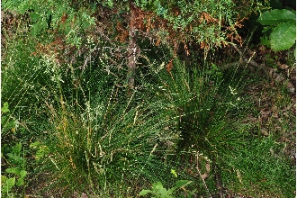 <i>Festuca rubra</i> L. ssp. vulgaris (Gaudin) Hayek