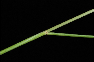 <i>Festuca rubra</i> L. ssp. juncea (Hack.) Soó