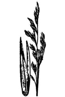 <i>Festuca altaica</i> Trin. var. scabrella (Torr. ex Hook.) Breitung