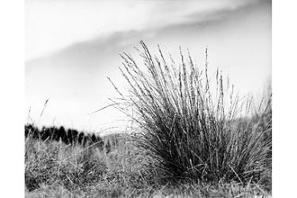 <i>Festuca cinerea</i> auct. non Vill.