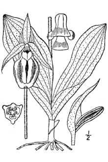 <i>Cypripedium hirsutum</i> Mill., nom. utique rej.