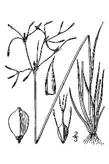 <i>Fimbristylis autumnalis</i> (L.) Roem. & Schult. var. mucronulata (Michx.) Fernald