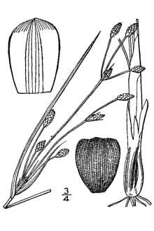 <i>Scirpus castaneus</i> Michx.