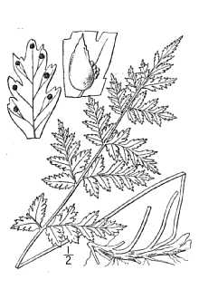 <i>Cystopteris fragilis</i> (L.) Bernh. var. woodsioides Christ