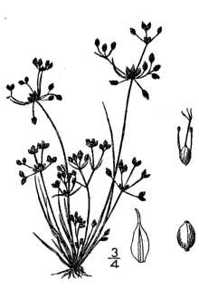 <i>Fimbristylis autumnalis</i> (L.) Roem. & Schult. var. mucronulata (Michx.) Fernald