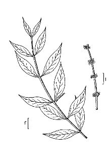<i>Forestiera acuminata</i> (Michx.) Poir. var. vestita Palmer