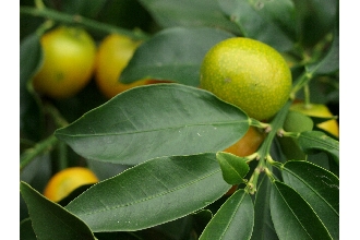 Meiwa Kumquat