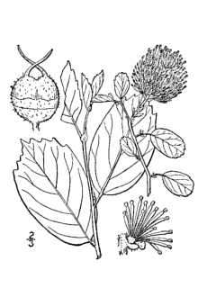 <i>Fothergilla parvifolia</i> Kearney