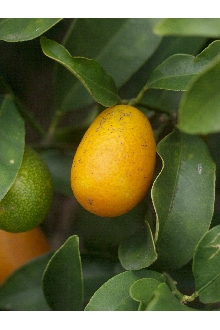 Oval Kumquat