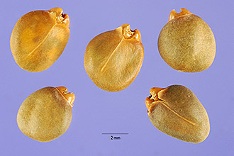<i>Rhamnus frangula</i> L. var. angustifolia Loudon