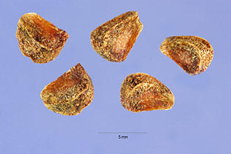 <i>Gordonia pubescens</i> L'Hér.