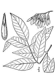 <i>Fraxinus americana</i> L. var. microcarpa A. Gray