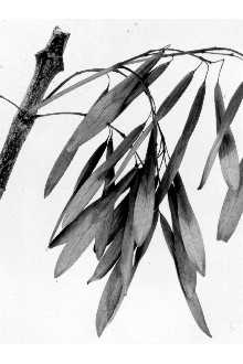 <i>Fraxinus americana</i> L. var. juglandifolia (Lam.) Rehder