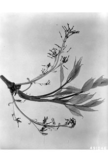 <i>Fraxinus americana</i> L. var. curtissii (Vasey) Small