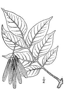 <i>Fraxinus americana</i> L. var. curtissii (Vasey) Small