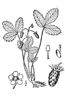 <i>Fragaria virginiana</i> Duchesne var. australis Rydb.