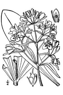 <i>Swertia caroliniensis</i> (Walter) Kuntze