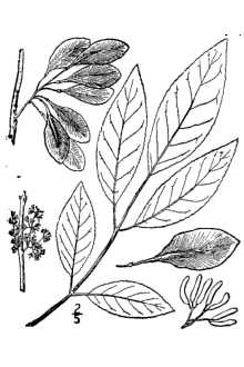 <i>Fraxinus caroliniana</i> Mill. var. cubensis (Griseb.) Lingelsh.