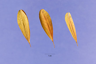 <i>Fraxinus pauciflora</i> Nutt.